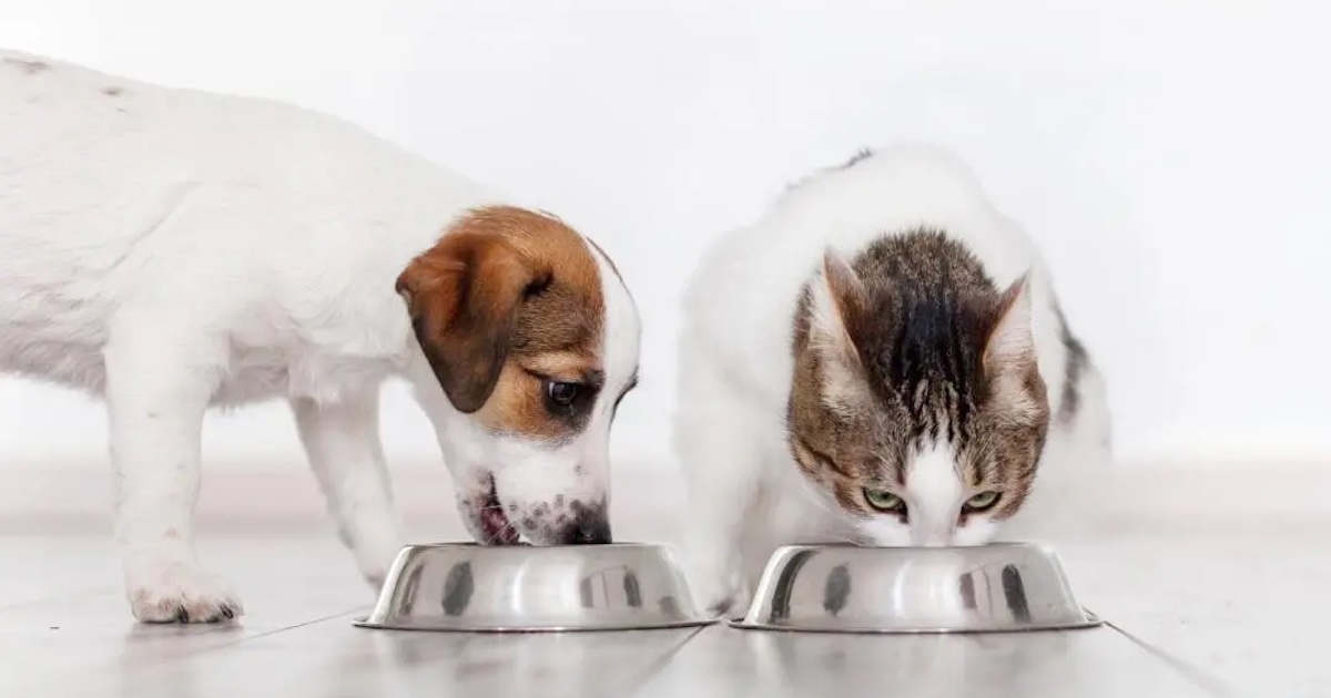 Що потрібно знати про Purina: короткий гід для тих, хто хоче розуміти, чим годує улюбленця