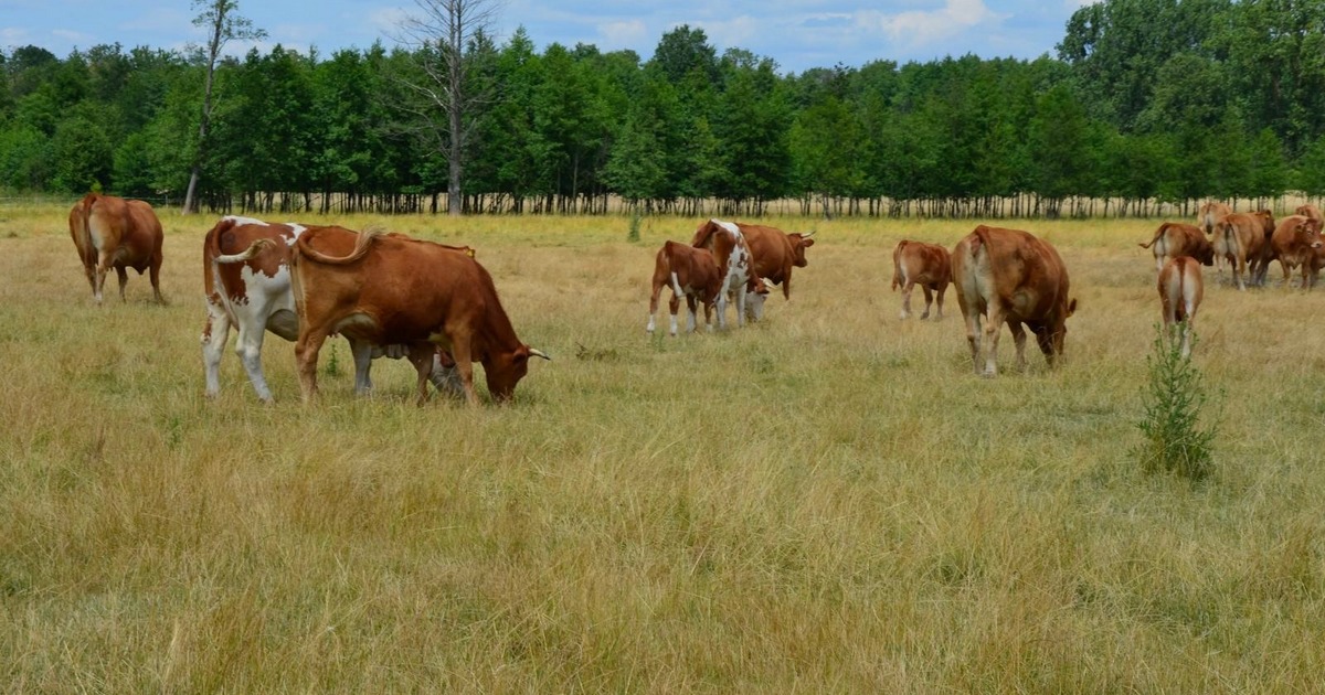 Пряма дорога в ЄС: українські інвестори зацікавленні в придбанні польського м’ясокомбінату