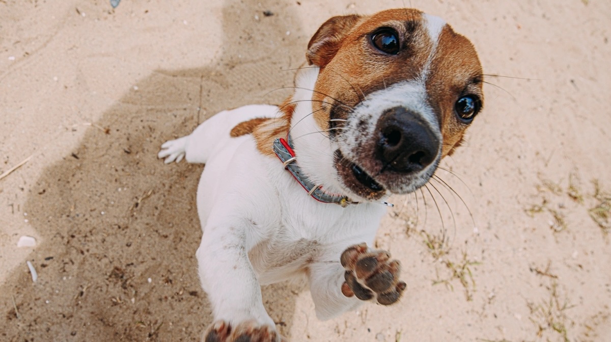 Скільки живуть собаки: факти та міфи