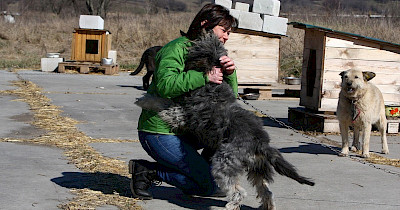 «Ф-підтримка» охопила 10 000 тварин із 48 притулків