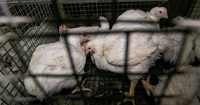 Відмова локальних фермерів від кліткових систем утримання тварин у Польщі