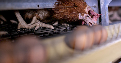 Очікування громадян ЄС щодо добробуту тварин: ризики для українських ферм