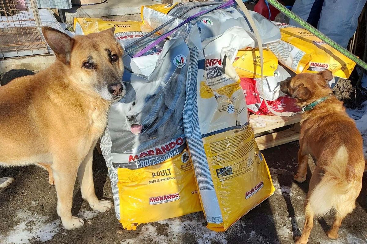 «Ф-поддержка» работает: как украинцы накормили 4000 бездомных животных