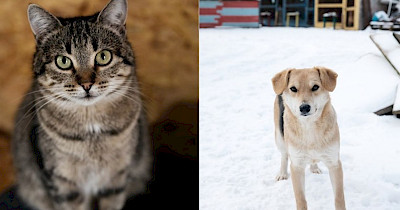 Порятунок життя улюбленців: на Київщині відбудують зруйнований притулок для тварин за майже 2 млн грн 