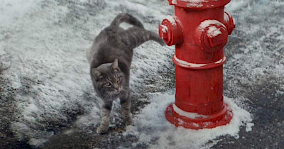Реклама недели: кот-пес, зомбивалентины и шоколадные яйца с сюрпризом от АТБ