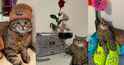 Кот Степан, Ангела Меркель и прочее: лучшие шутки и мемы ритейлеров за месяц