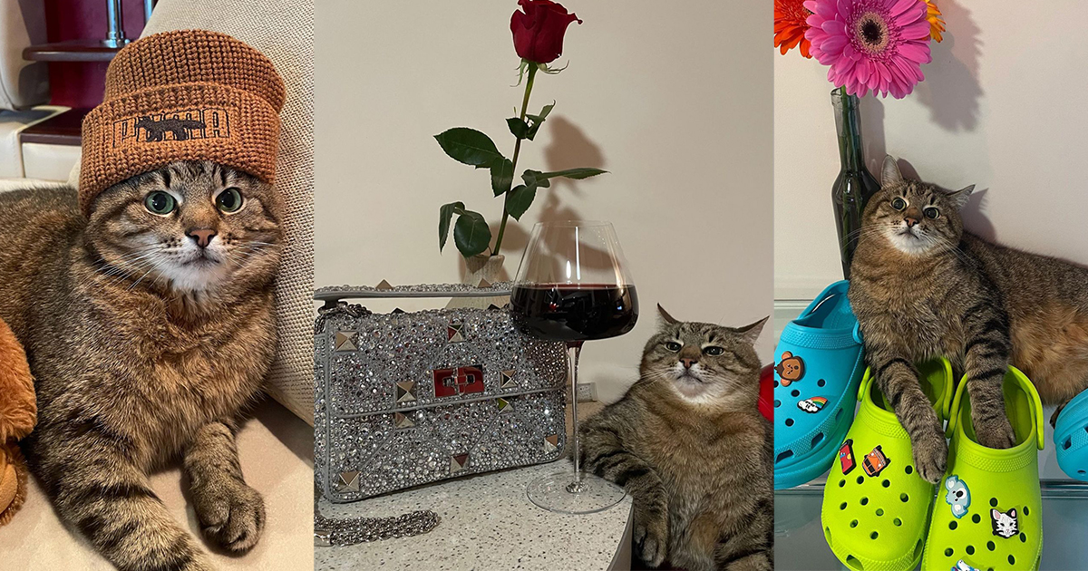 Кот Степан, Ангела Меркель и прочее: лучшие шутки и мемы ритейлеров за месяц