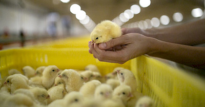 Що таке «cage-free» яйця? Яка різниця між «cage-free» та вільним вигулом?