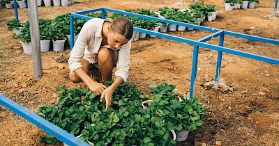 Совместная переработка для малых фермеров: как это может происходить