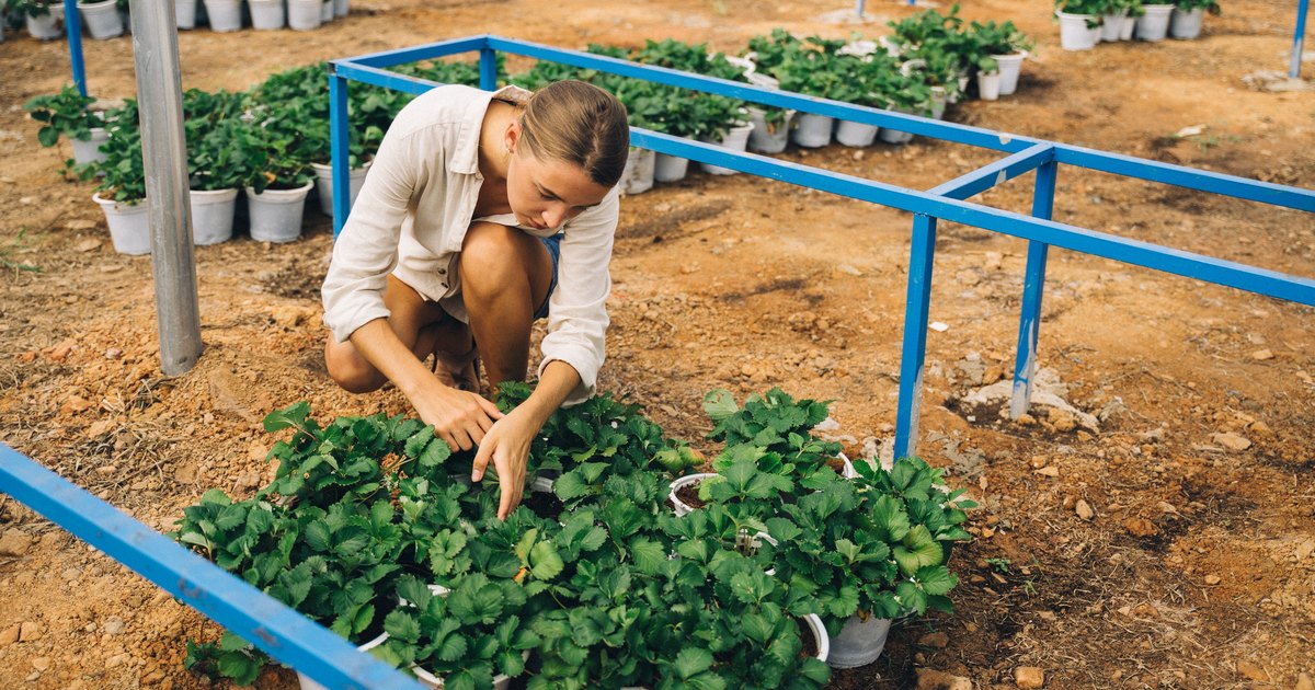 Совместная переработка для малых фермеров: как это может происходить