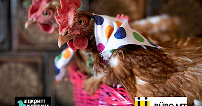 Як змінили ринок яєць в Україні кури вільного вигулу?