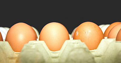 “Час, коли слово «гуманність» набуває дедалі більшого значення”: Ашан Україна про дружній до тварин бізнес