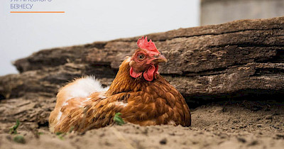 Чотири способи зробити рітейл більш сталим: кейси Сільпо, Metro, Ашан та інших