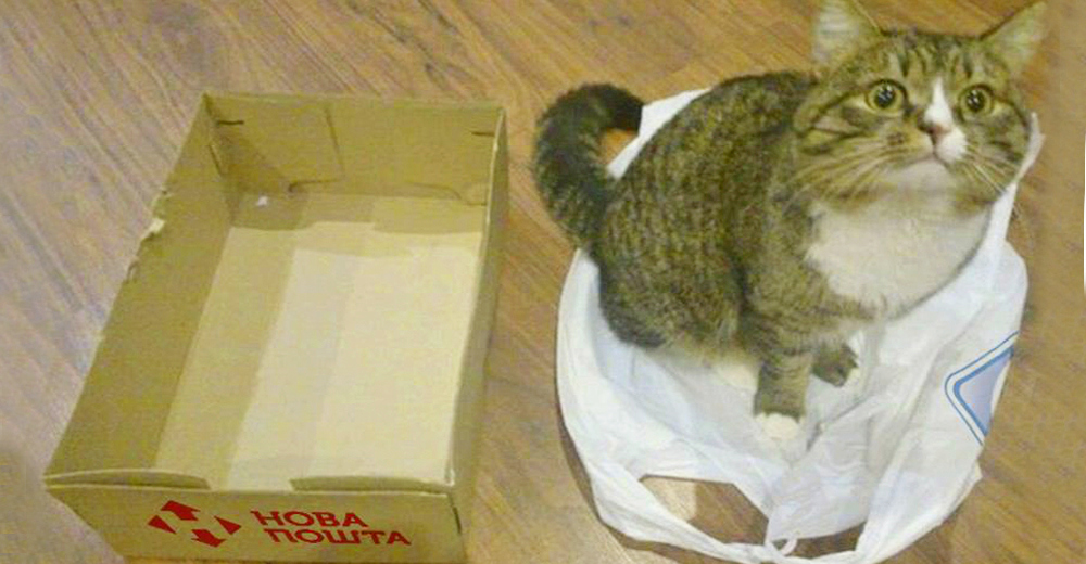 Лучшие шутки и мемы украинских ритейлеров в июне: АТБ против Нова Пошта, Ашан, KFC и другие