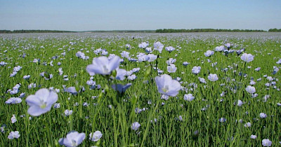 На український ринок виходить китайська мережа текстилю YUYUE Home Textile