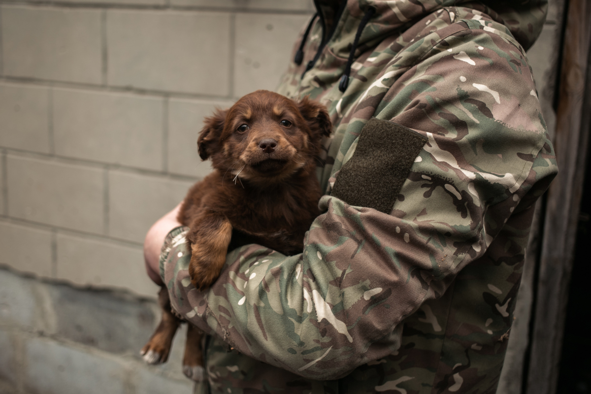 Епіцентр та UAnimals допоможуть тваринам військових на передовій